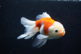 Thai Oranda  Sakura 5 Inch (ID#927To2b-85) Free2Day SHIPPING