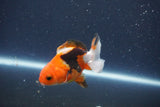 Baby Thai Oranda  Tricolor 3.5 Inch (ID#1018ToPTA-41) Free2Day SHIPPING