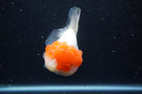 Lionhead  Red White 5 Inch (ID#311L9a-106) Free2Day SHIPPING