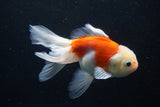 Thai Oranda  Sakura 5 Inch (ID#927To2b-85) Free2Day SHIPPING