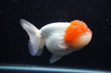 Lionhead  Red White 5 Inch (ID#311L9a-106) Free2Day SHIPPING