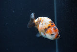 Baby Ranchu  Calico 3 Inch (ID#0107R9c-32) Free2Day SHIPPING