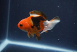 Baby Thai Oranda  Tricolor 3.5 Inch (ID#1018ToPTA-41) Free2Day SHIPPING