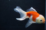 Thai Oranda  Sakura 5 Inch (ID#927To2b-85) Free2Day SHIPPING