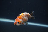 Baby Ranchu  Calico 3 Inch (ID#0107R9c-32) Free2Day SHIPPING