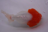 Lionhead  Red White 5 Inch (ID#311L9a-106) Free2Day SHIPPING