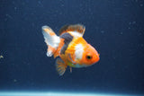 Baby Thai Oranda  Tricolor 3.5 Inch (ID#1018ToPTA-41) Free2Day SHIPPING