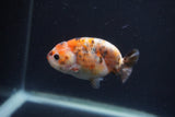 Baby Ranchu  Calico 3 Inch (ID#0107R9c-32) Free2Day SHIPPING