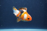 Baby Thai Oranda  Tricolor 3.5 Inch (ID#1018ToPTA-41) Free2Day SHIPPING