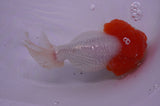 Lionhead  Red White 5 Inch (ID#311L9a-106) Free2Day SHIPPING