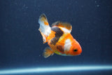 Baby Thai Oranda  Tricolor 3.5 Inch (ID#1018ToPTA-41) Free2Day SHIPPING