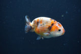 Baby Ranchu  Calico 3 Inch (ID#0107R9c-32) Free2Day SHIPPING