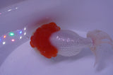 Lionhead  Red White 5 Inch (ID#311L9a-106) Free2Day SHIPPING