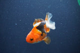 Baby Thai Oranda  Tricolor 3.5 Inch (ID#1018ToPTA-41) Free2Day SHIPPING