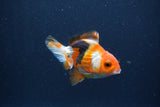 Baby Thai Oranda  Tricolor 3.5 Inch (ID#1018ToPTA-41) Free2Day SHIPPING