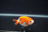 Baby Ranchu  Red White 2.5 Inch (ID#0107R9c-33) Free2Day SHIPPING