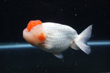 Lionhead  Red White 5 Inch (ID#311L9a-107) Free2Day SHIPPING