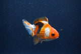 Baby Thai Oranda  Tricolor 3.5 Inch (ID#1018ToPTA-41) Free2Day SHIPPING