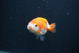 Baby Ranchu  Red White 2.5 Inch (ID#0107R9c-33) Free2Day SHIPPING