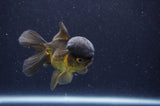 Juvenile Thai Oranda  Chocolate 3.5 Inch (ID#411T13b-55) Free2Day SHIPPING