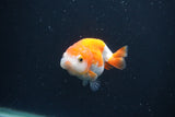 Baby Ranchu  Red White 2.5 Inch (ID#0107R9c-33) Free2Day SHIPPING