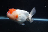 Lionhead  Red White 5 Inch (ID#311L9a-107) Free2Day SHIPPING