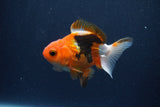 Baby Thai Oranda  Tricolor 3.5 Inch (ID#1018ToPTA-41) Free2Day SHIPPING