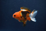 Baby Thai Oranda  Tricolor 3.5 Inch (ID#1018ToPTA-41) Free2Day SHIPPING