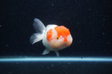 Lionhead  Red White 5 Inch (ID#311L9a-107) Free2Day SHIPPING