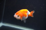 Baby Ranchu  Red White 2.5 Inch (ID#0107R9c-33) Free2Day SHIPPING