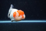 Lionhead  Red White 5 Inch (ID#311L9a-107) Free2Day SHIPPING