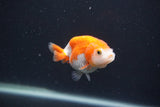 Baby Ranchu  Red White 2.5 Inch (ID#0107R9c-33) Free2Day SHIPPING