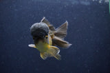 Juvenile Thai Oranda  Chocolate 3.5 Inch (ID#411T13b-55) Free2Day SHIPPING