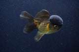 Juvenile Thai Oranda  Chocolate 3.5 Inch (ID#411T13b-55) Free2Day SHIPPING