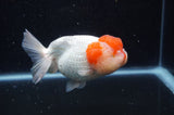 Lionhead  Red White 5 Inch (ID#311L9a-107) Free2Day SHIPPING