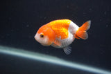 Baby Ranchu  Red White 2.5 Inch (ID#0107R9c-33) Free2Day SHIPPING