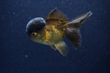 Juvenile Thai Oranda  Chocolate 3.5 Inch (ID#411T13b-55) Free2Day SHIPPING