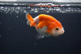 Baby Ranchu  Red White 2.5 Inch (ID#0107R9c-33) Free2Day SHIPPING