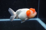 Lionhead  Red White 5 Inch (ID#311L9a-107) Free2Day SHIPPING