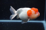 Lionhead  Red White 5 Inch (ID#311L9a-107) Free2Day SHIPPING
