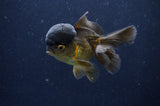 Juvenile Thai Oranda  Chocolate 3.5 Inch (ID#411T13b-55) Free2Day SHIPPING