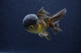 Juvenile Thai Oranda  Chocolate 3.5 Inch (ID#411T13b-55) Free2Day SHIPPING