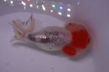 Lionhead  Red White 5 Inch (ID#311L9a-107) Free2Day SHIPPING