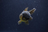 Juvenile Thai Oranda  Chocolate 3.5 Inch (ID#411T13b-55) Free2Day SHIPPING