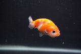 Baby Ranchu  Sakura 2.5 Inch (ID#0107R9c-34) Free2Day SHIPPING