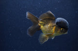 Juvenile Thai Oranda  Chocolate 3.5 Inch (ID#411T13b-55) Free2Day SHIPPING