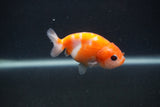 Baby Ranchu  Sakura 2.5 Inch (ID#0107R9c-34) Free2Day SHIPPING