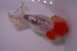 Lionhead  Red White 5 Inch (ID#311L9a-107) Free2Day SHIPPING