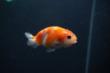 Baby Ranchu  Sakura 2.5 Inch (ID#0107R9c-34) Free2Day SHIPPING