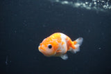 Baby Ranchu  Sakura 2.5 Inch (ID#0107R9c-34) Free2Day SHIPPING